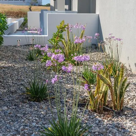 Nm マスティハリ